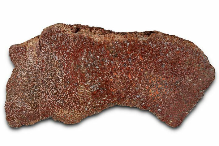 Polished Dinosaur Bone (Gembone) Section - New Mexico #348852